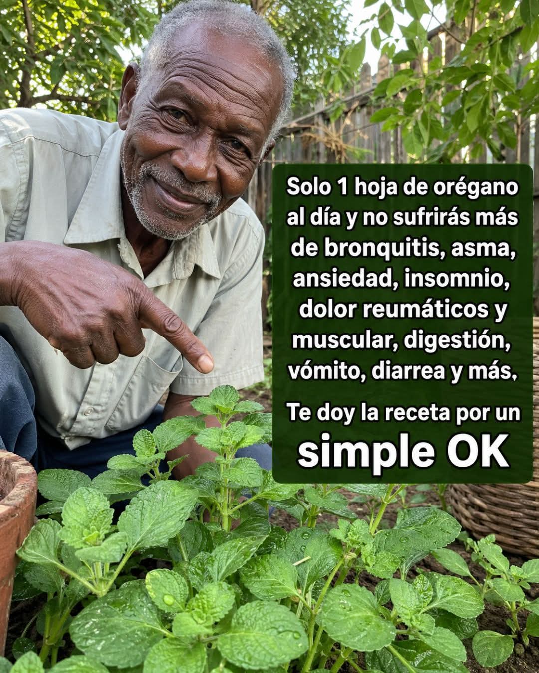 ¿Sabías que 1 hoja de orégano orejón puede apoyar tus bronquios y tu digesti..ver mas