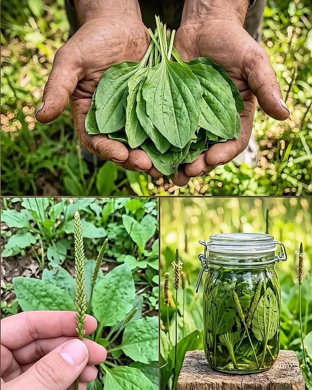 Llantén: La Hoja Medicinal Que Limpia Los Pulmones, Sana Heridas Y Forta..ver mas