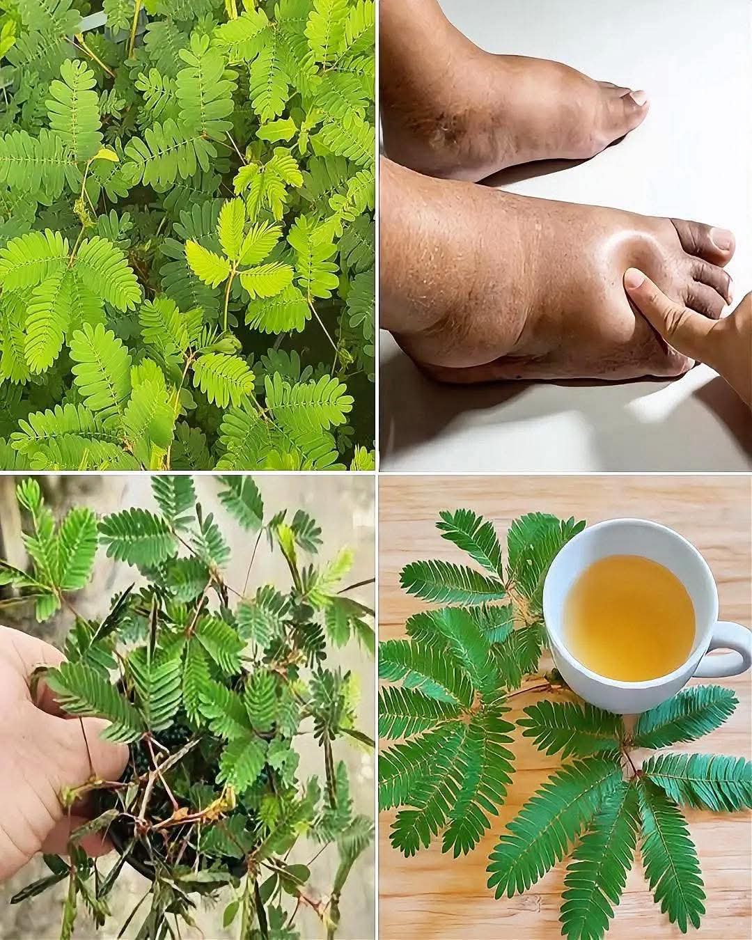 Si ves esta planta en tu jardín, ¡estás sentado sobre el oro sin siquiera saberlo! … 💬👀