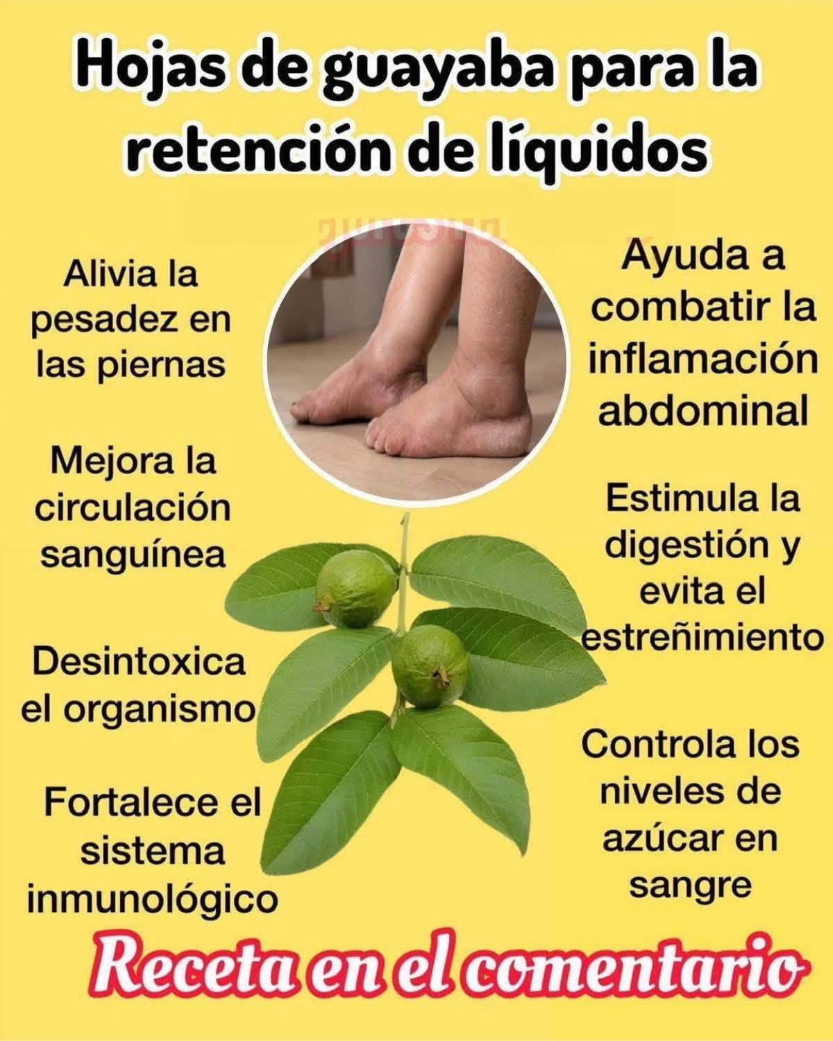 Hojas de guayaba para la retencion de liquidos y mucho mas..