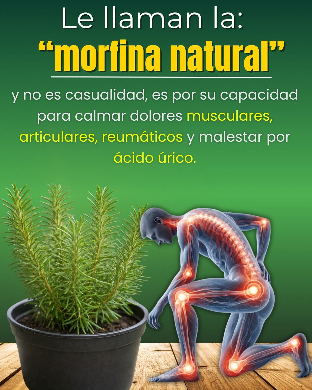 🌿 Le dicen la “morfina natural” por su efecto para aliviar dolores musculares, articula..ver mas