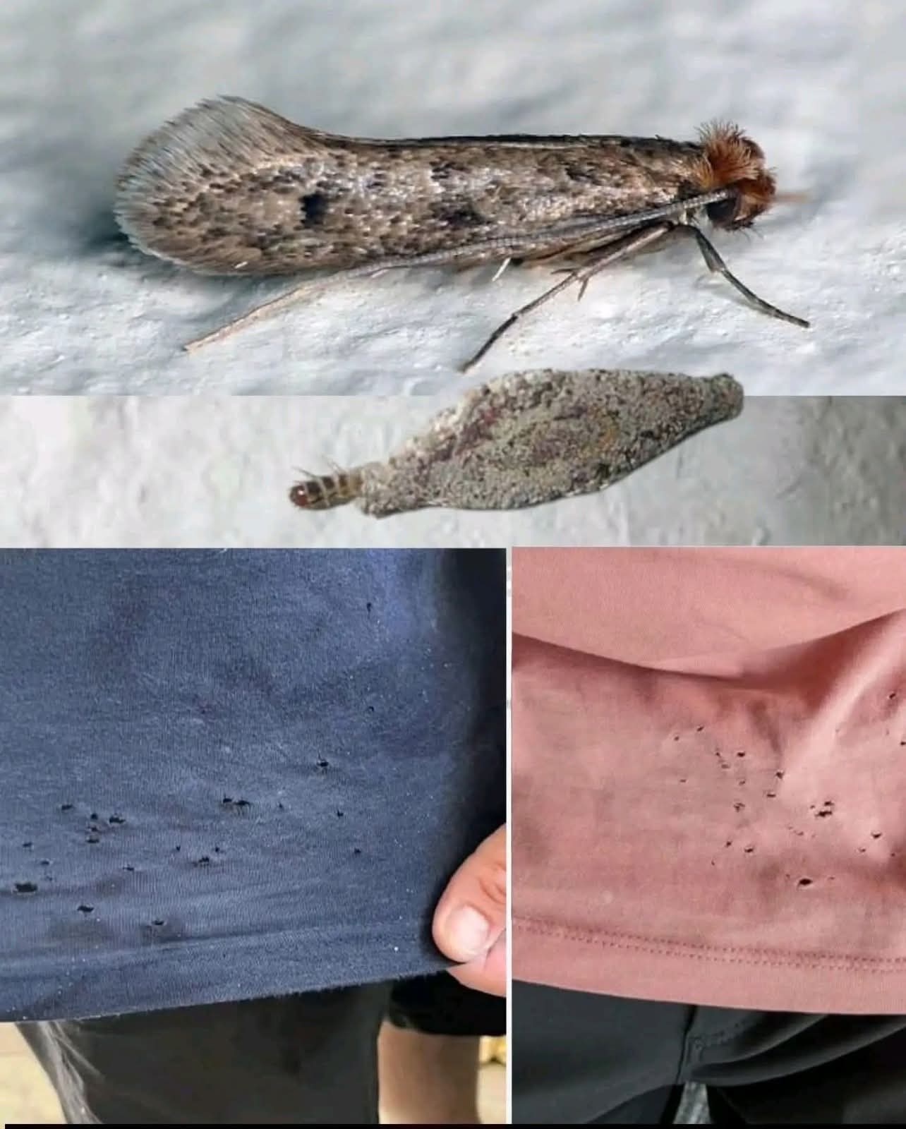 Revisa siempre las paredes de su casa para ver si hay estos insectos q signif…Ver más