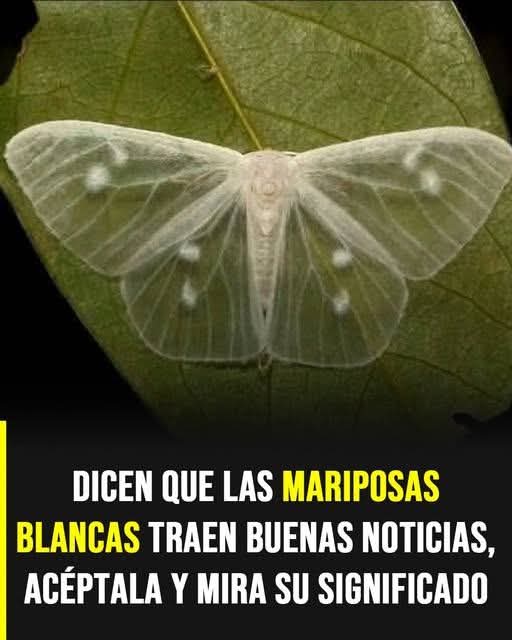 ¿Qué significa que una mariposa blanca te visite? El simbo..ver mas
