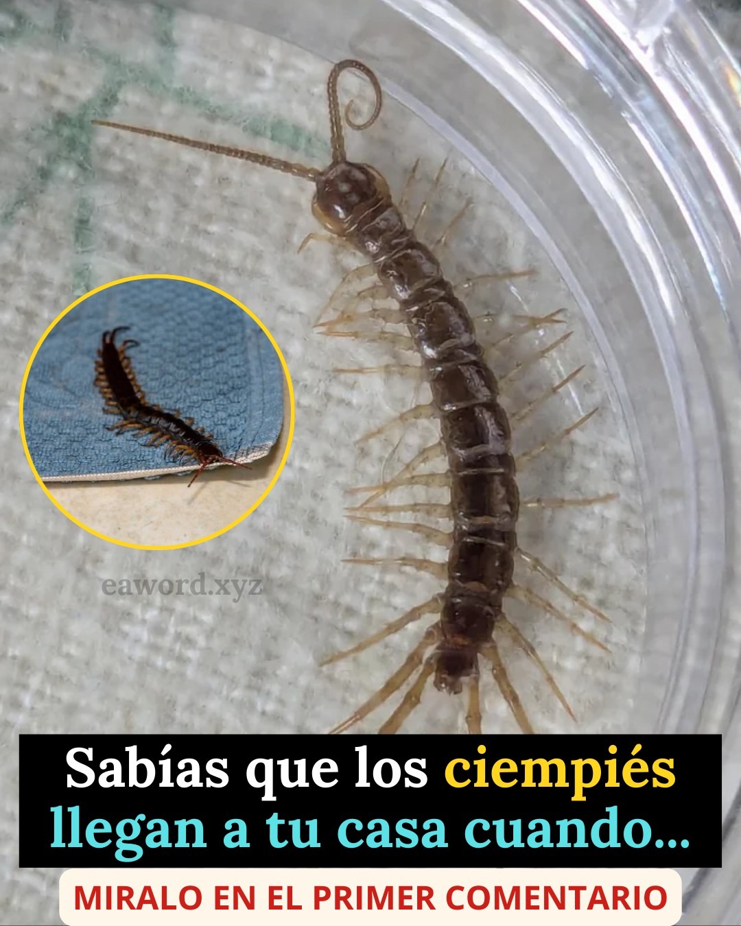 Sabias que los CIEMPIÉS llegan a tu casa cuando… Ver más