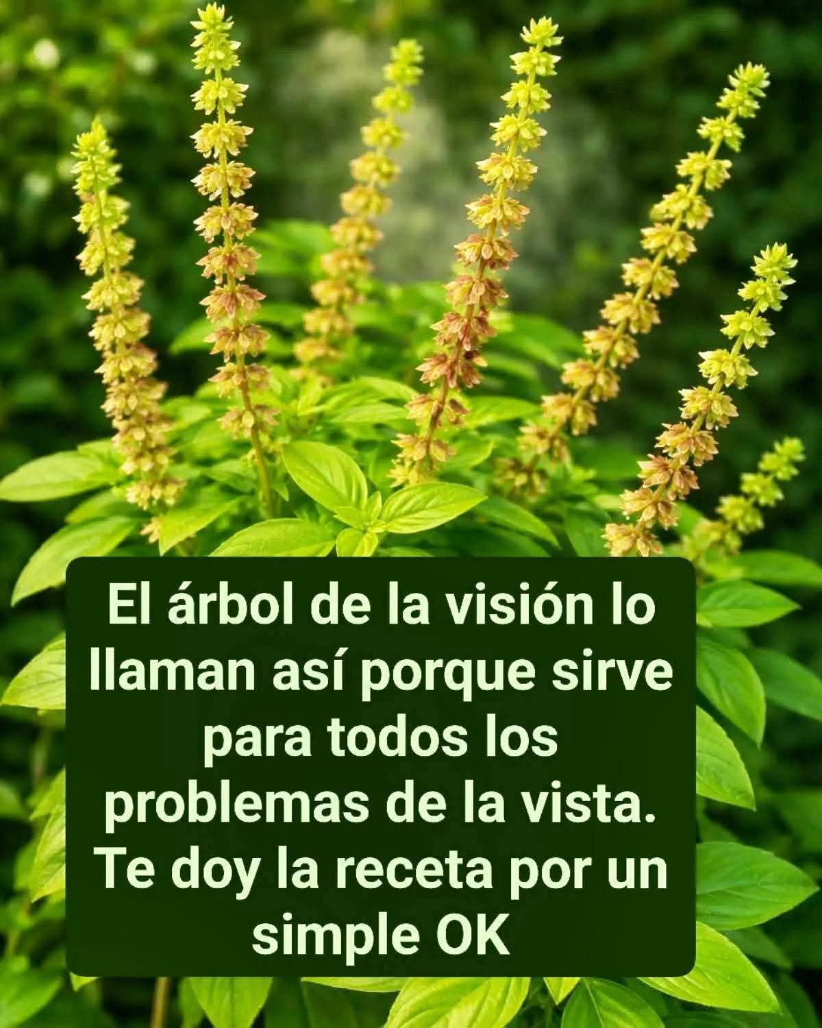 El árbol de la visión lo llaman así porque sirve para todo..ver mas