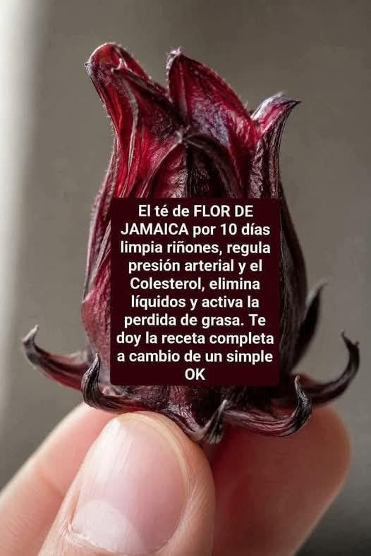 Té de hoja de jamaica por 10 días: lo que podría pasar en tu cuerpo…Ver más
