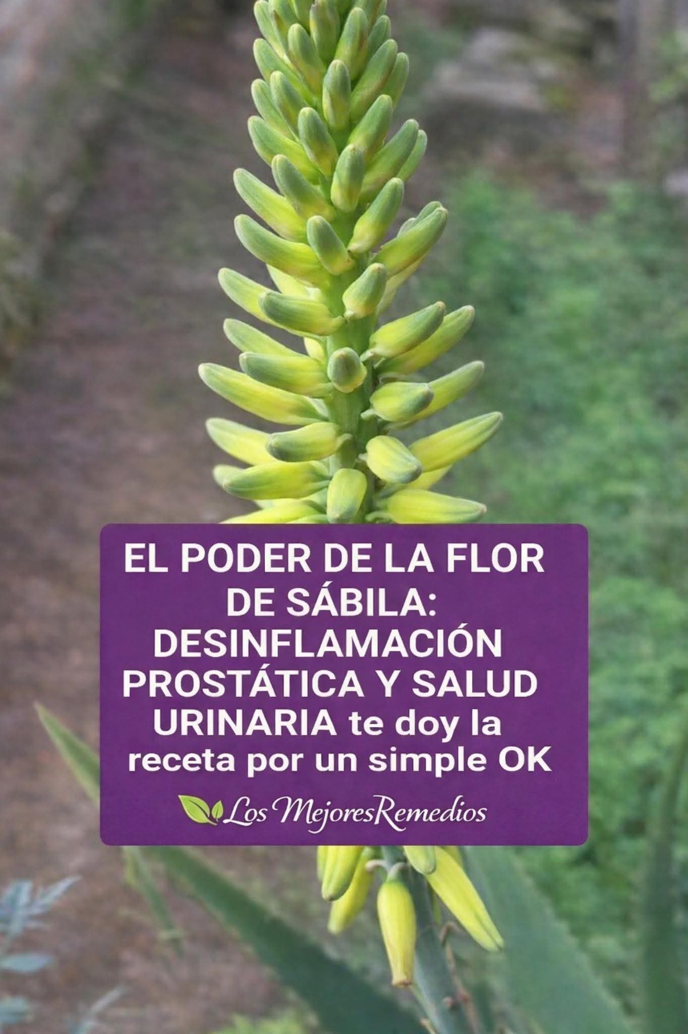 El poder de la flor de sábila: desinflamación prostática y salud urinaria..VER MAS