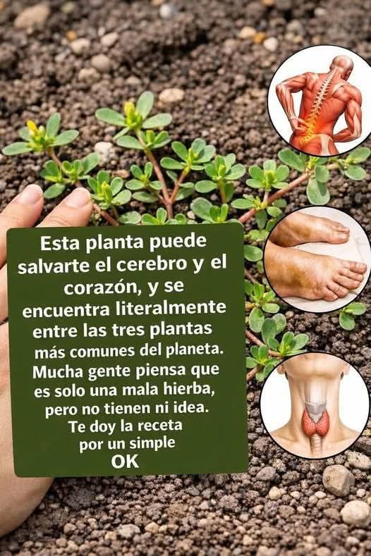 LA PLANTA MAS PODEROSA DEL MUND..VER MAS