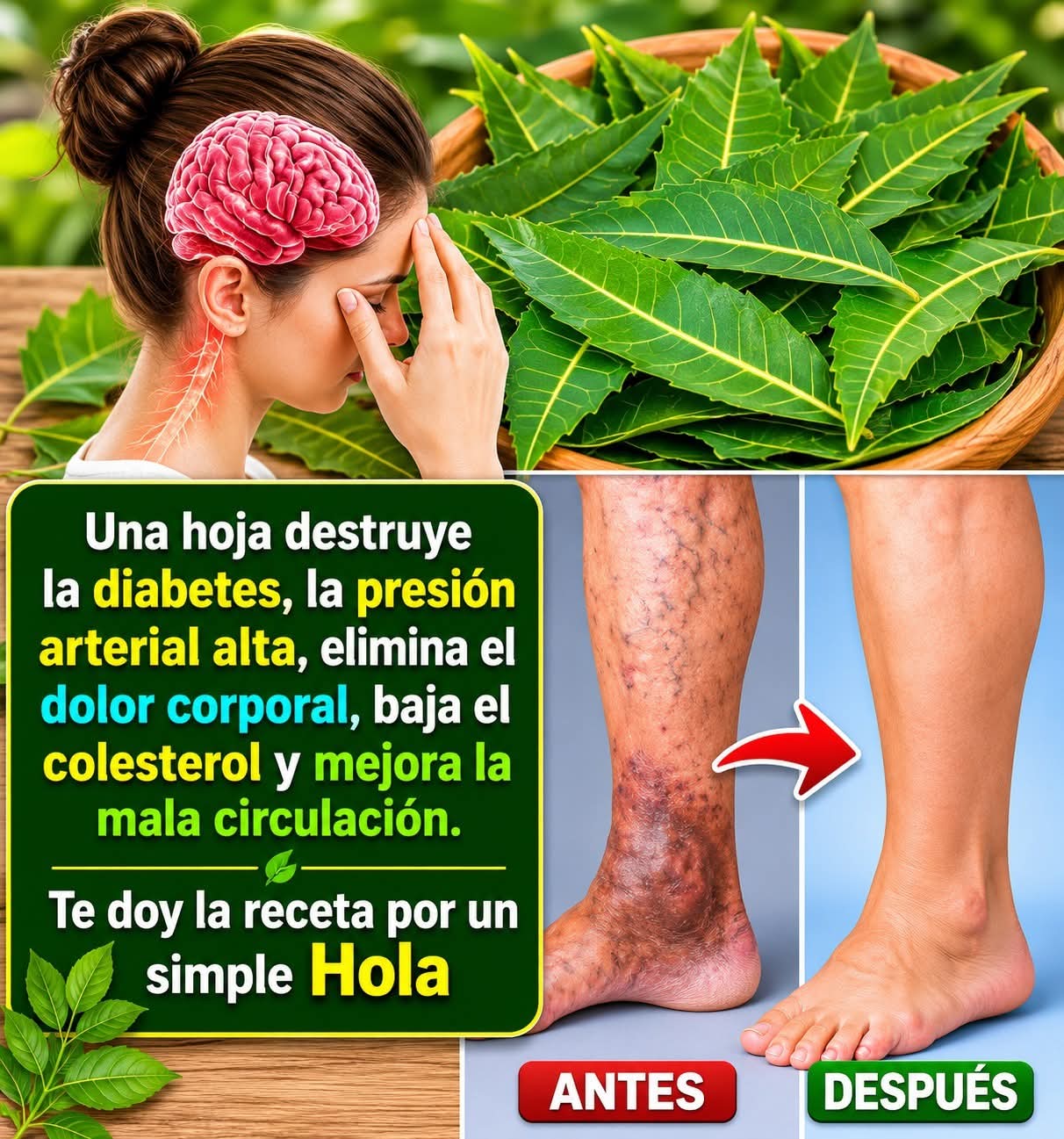 La hoja milagrosa, que todos deberían conocer… ver mas