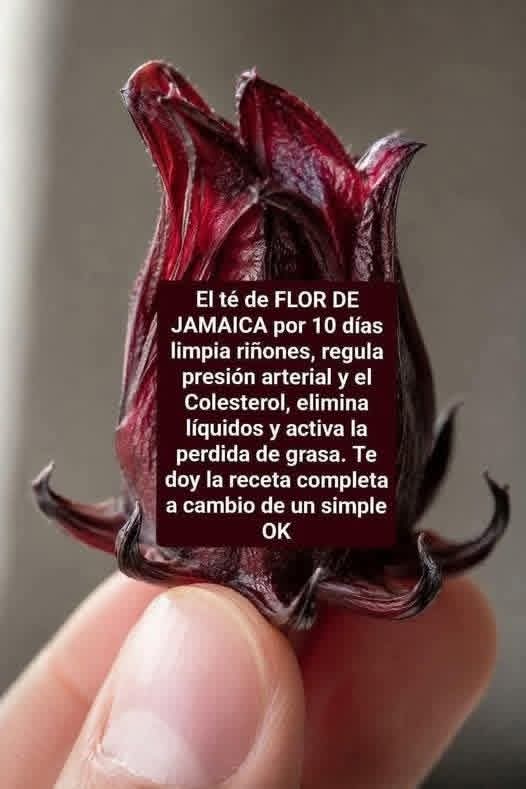 Té de hoja de jamaica por 10 días: lo que podría pasar en tu cuerpo…Ver más