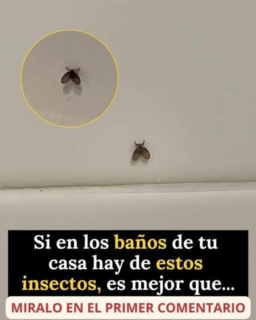 Si ves este insecto en tu hogar ¡corre! Es pelig..ver mas