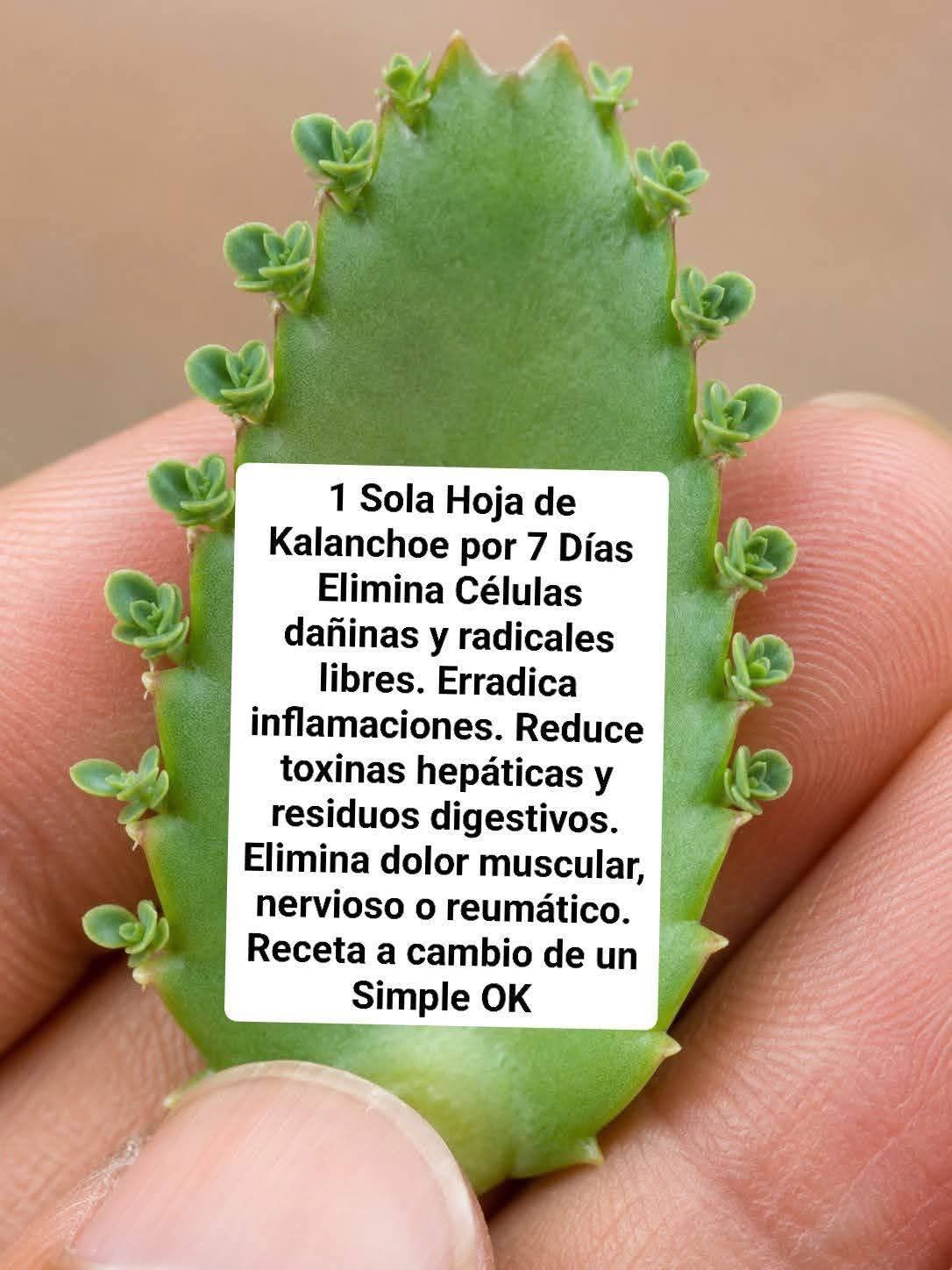 1 Sola Hoja de Kalanchoe por 7 Días Elimina ‎Células dañi..ver mas