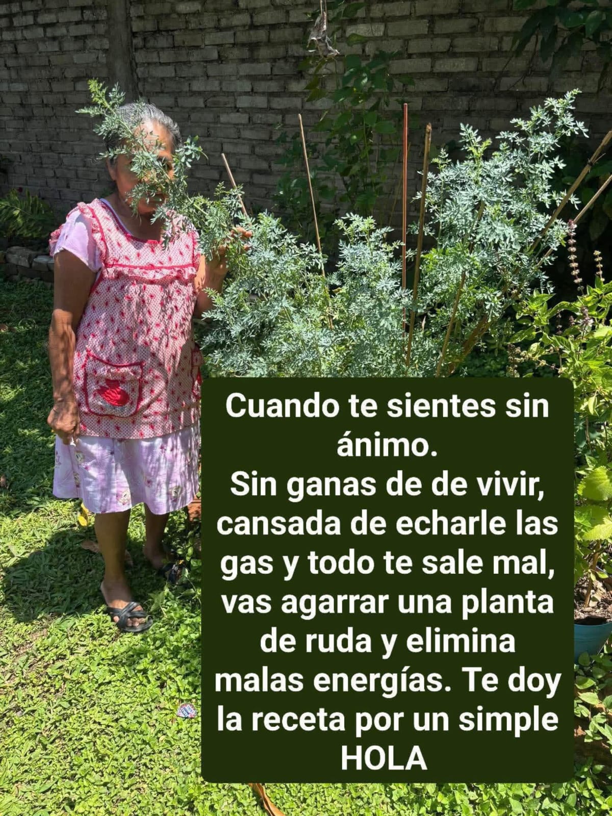 Mi abuela de 100 años parece de 60 gracias a esta planta natur..ver mas