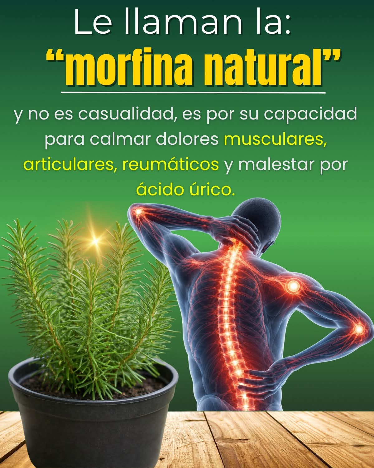 🌿 Le dicen la “morfina natural” por su efecto para aliviar dolo..ver mas