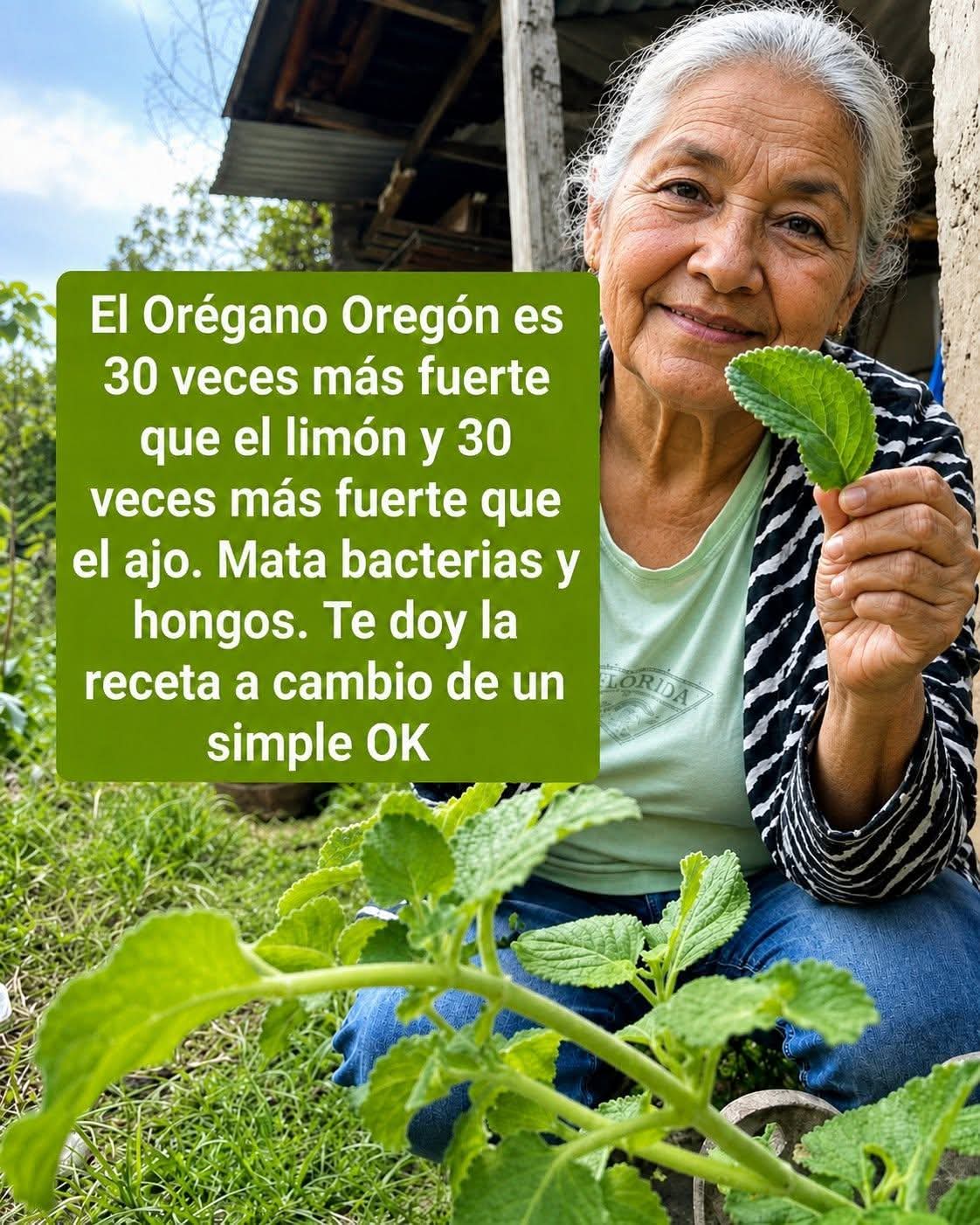 El orégano Oregón que muchos consideran más poten… Ver más.